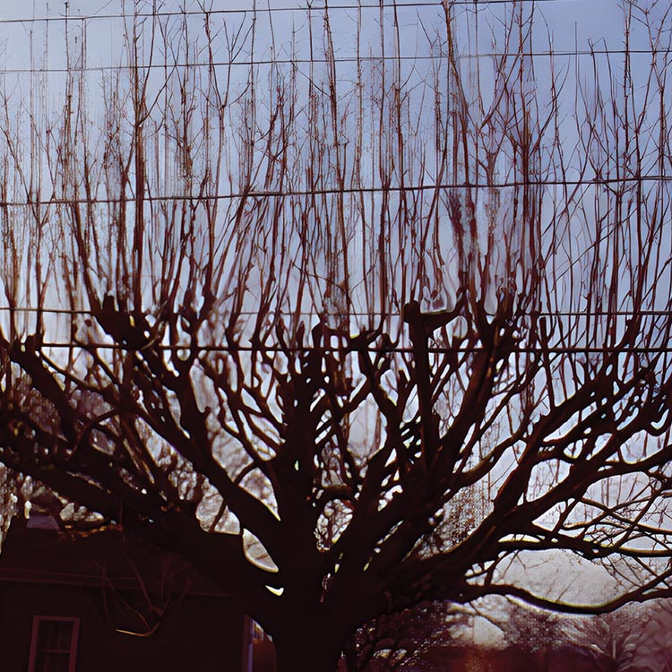 30th Anniversary of ANSI A300