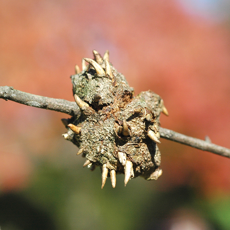 Horned oak gall.
