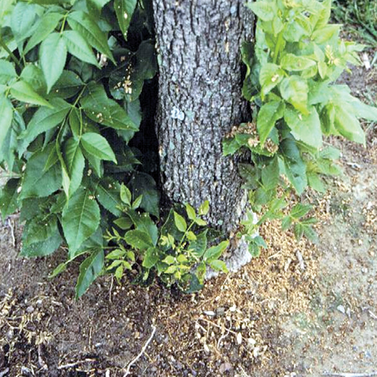 Coarse frass made by clearwing borer.