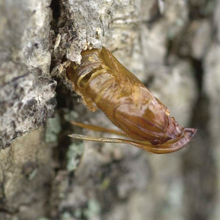 Pupal case of clearwing borer.