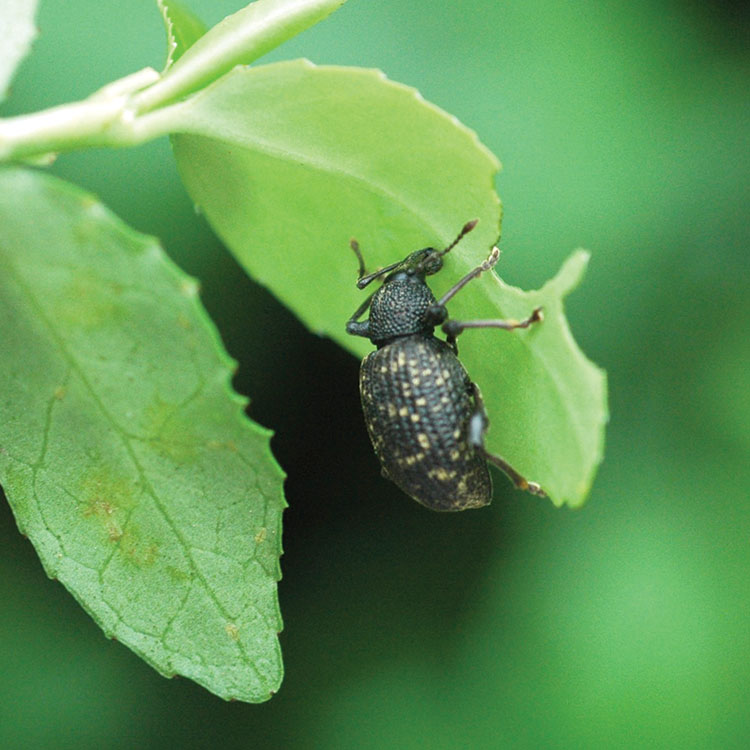 black vine weevil