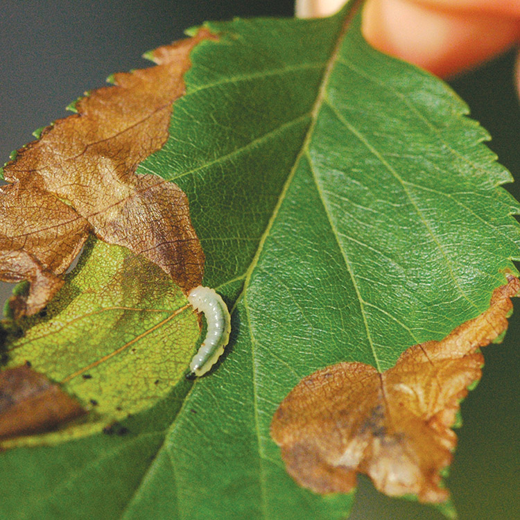 hawthorne leaf miner