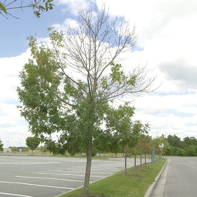 Ash trees with dieback in planting island.