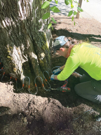 Tree Care Trends: The Shift to Diagnostic PHC