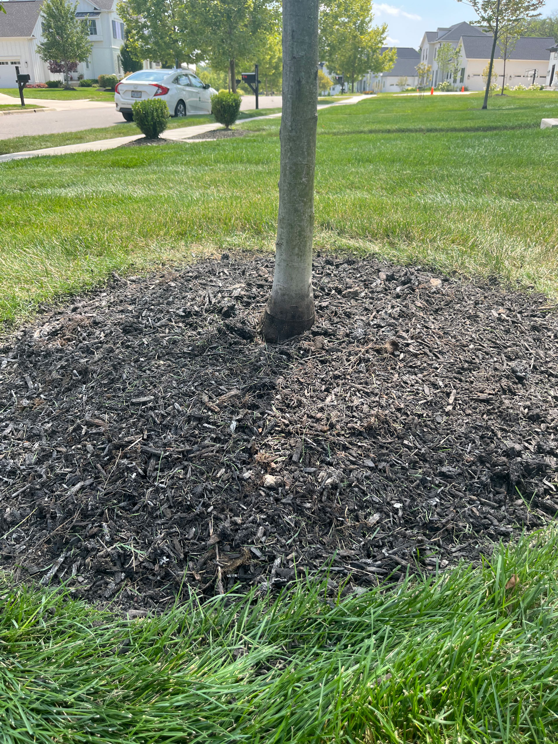 Biochar Application: Putting It All Together - Tree Care Industry Magazine